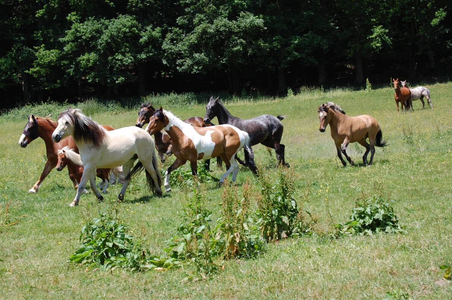 Pferde - Alternative Behandlungskonzepte - Osteopathie